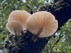 Oudemansiella australis