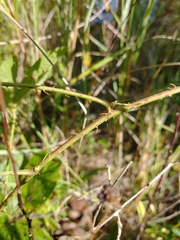 Rubus wheeleri