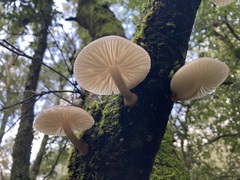 Oudemansiella australis