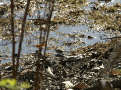 Stizoptera bichenovii