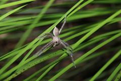 Neosparassus calligaster