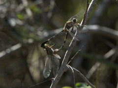 Orthetrum sabina