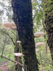 Oudemansiella australis