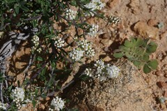 Selago namaquensis
