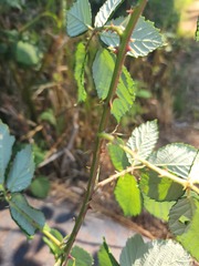 Rubus armeniacus