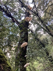 Oudemansiella australis