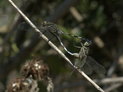 Orthetrum sabina