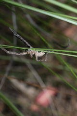 Neosparassus calligaster