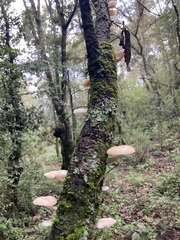Oudemansiella australis