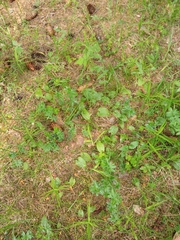 Maianthemum bifolium