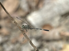 Orthetrum sabina