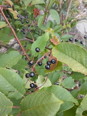 Prunus padus