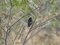 Hymenops perspicillatus