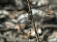 Orthetrum sabina