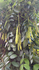 Millettieae
