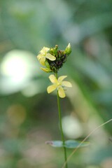 Hypericum montanum