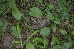 Maianthemum bifolium