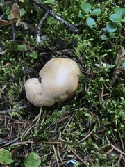 Chroogomphus tomentosus