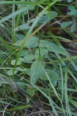 Hypericum montanum