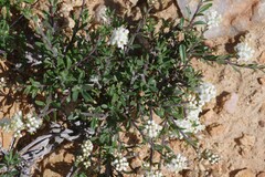 Selago namaquensis