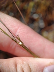 Scleria reticularis