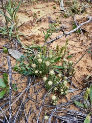 Blennospora drummondii