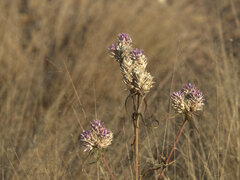 Gomphrena