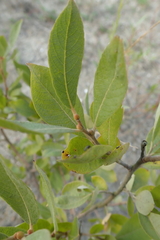 Salix