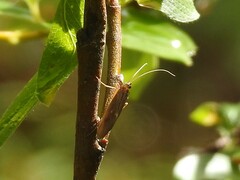 Polycentropodidae