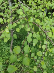 Plagianthus regius regius