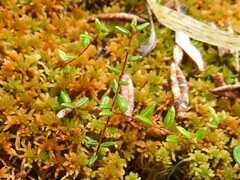 Vaccinium microcarpum