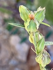 Sida spinosa