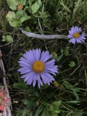 Erigeron glacialis