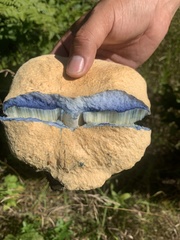 Gyroporus cyanescens