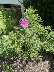 Symphyotrichum novae-angliae