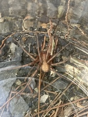 Tegenaria domestica