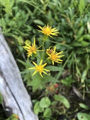 Senecio triangularis
