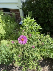 Symphyotrichum novae-angliae