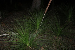 Xanthorrhoea