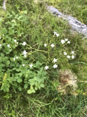 Valeriana sitchensis