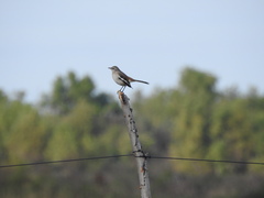 Mimus triurus