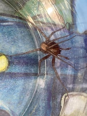 Tegenaria domestica