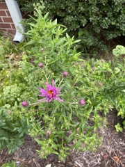 Symphyotrichum novae-angliae