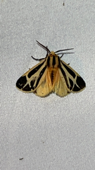 Apantesis parthenice