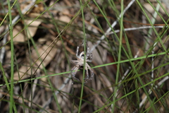 Neosparassus calligaster