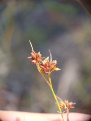 Rhynchospora recognita