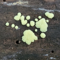 Stemonitis splendens