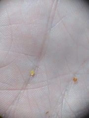 Rhynchospora recognita