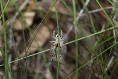 Neosparassus calligaster