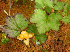 Rubus chamaemorus